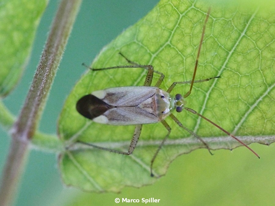 Adelphocoris lineolatus